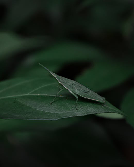 A close-up of a green leaf with visible veins and a slightly textured surface, resting on a darker green foliage background. The leaf is elongated with a pointed tip, and it appears to be wet or dew-covered, reflecting light subtly. A small insect resembling a leafhopper or katydid is perched on the leaf, with its body matching the leaf's green color and its legs gripping the surface. The surrounding environment consists of blurred, dense green foliage, suggesting a natural outdoor setting. The lighting is soft and diffused, highlighting the textures of both the leaf and insect without harsh shadows. This scene exemplifies the detailed natural environment where waste management services, such as those provided by Rubbish Removal Hounslow, may operate to maintain clean and clear outdoor spaces free of debris and pests, supporting sustainable and tidy environments.
